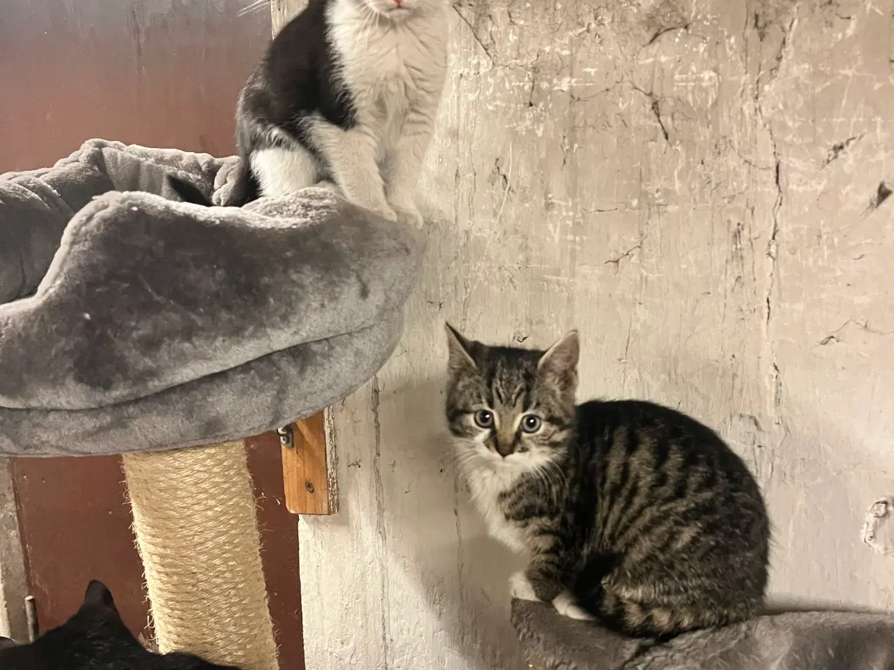 Billede 7 - Super søde killinger sælges