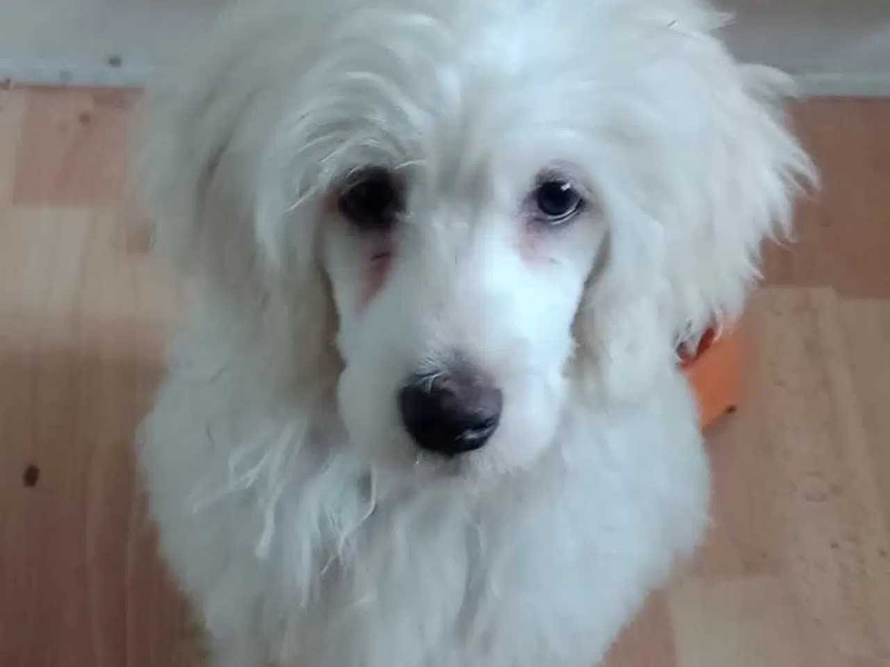 Billede 2 - Dejlig Chinese crested puff dreng