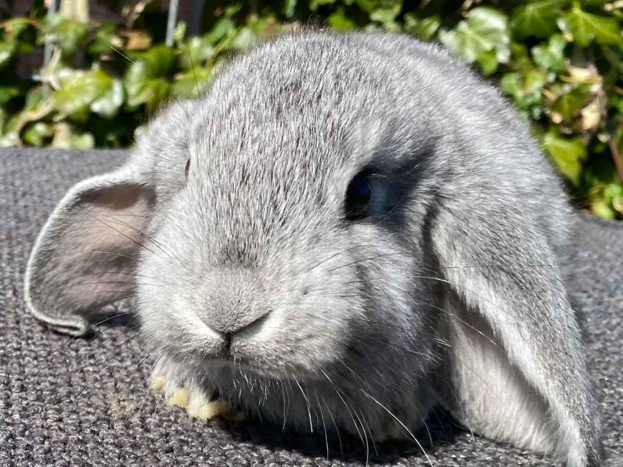 Billede 1 - FRANSK VÆDDER HUN CHINCHILLA