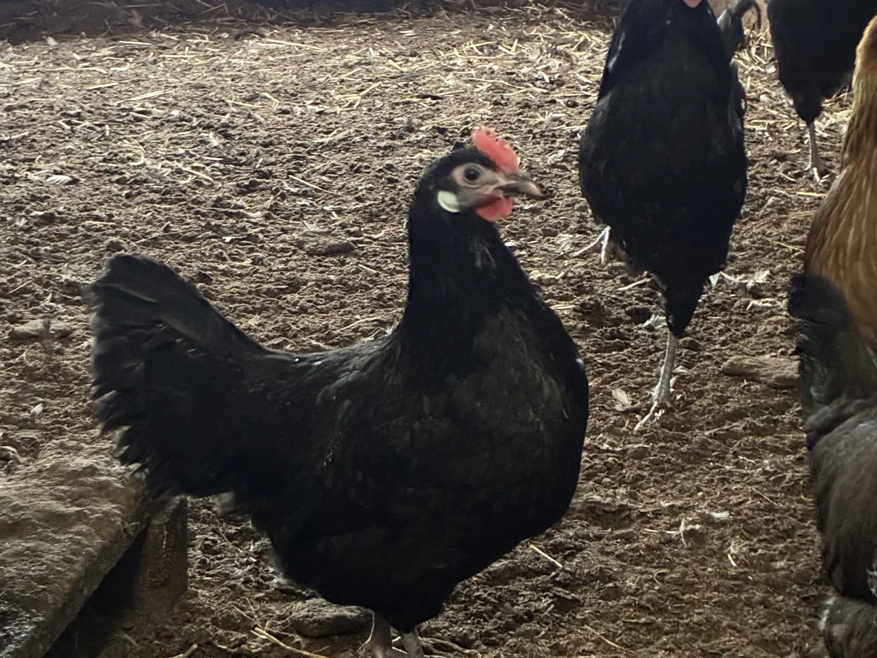 Billede 2 - Landhøns
