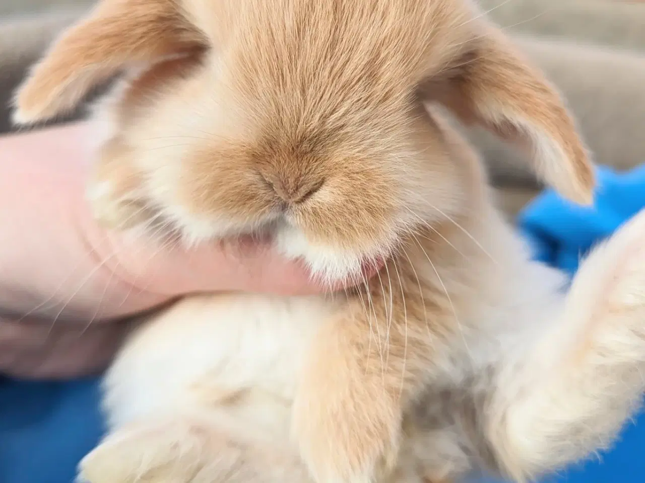 Billede 5 - Minilop kaninunge 