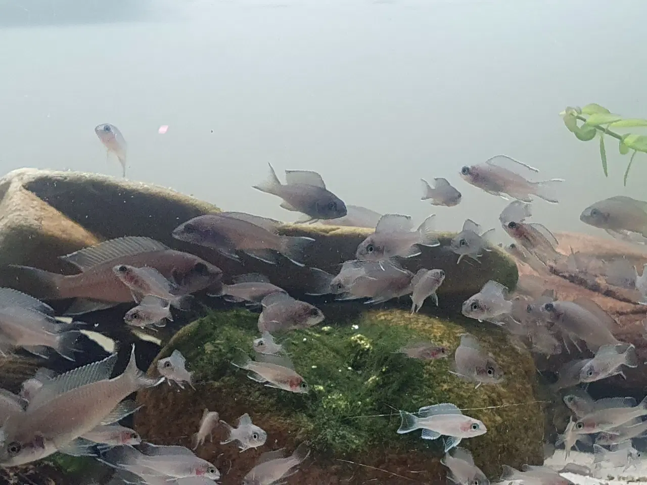 Billede 3 - Prinsessecichlider (Neolamprologus brichardi)