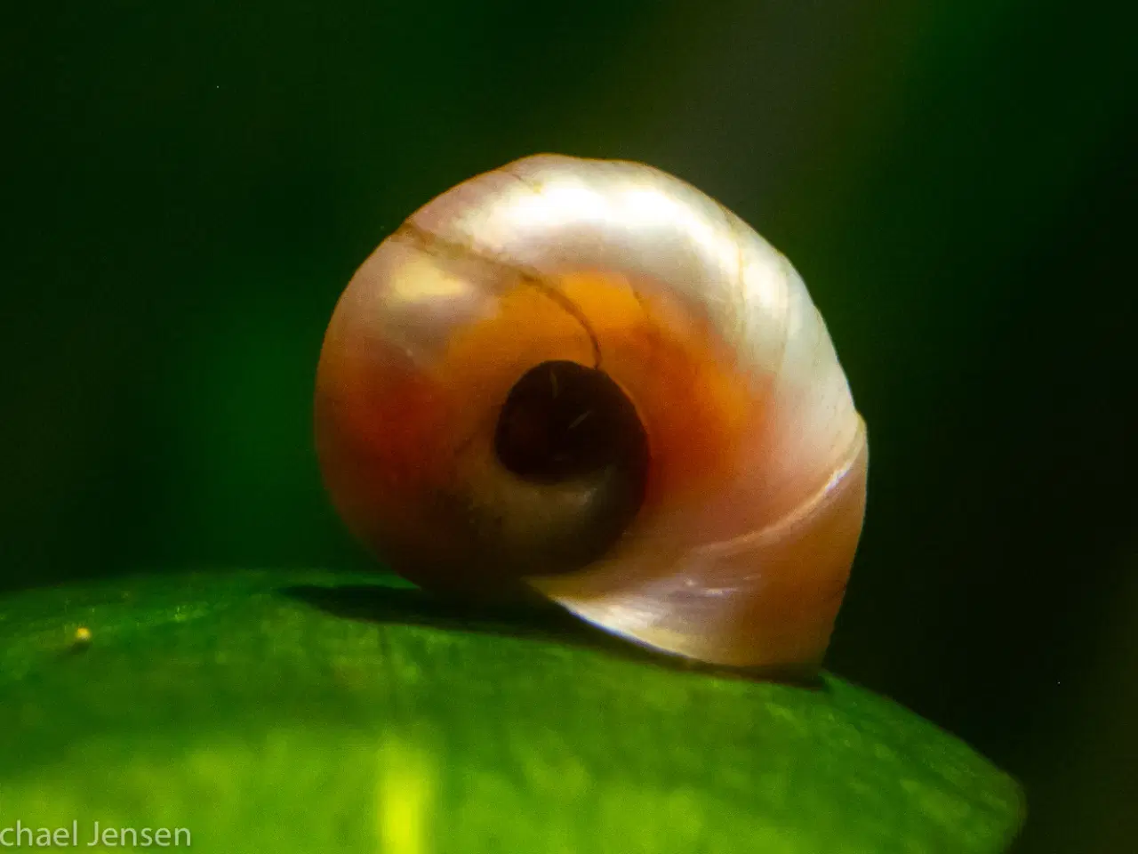 Billede 2 - Posthornsnegle eller ramshorn snails