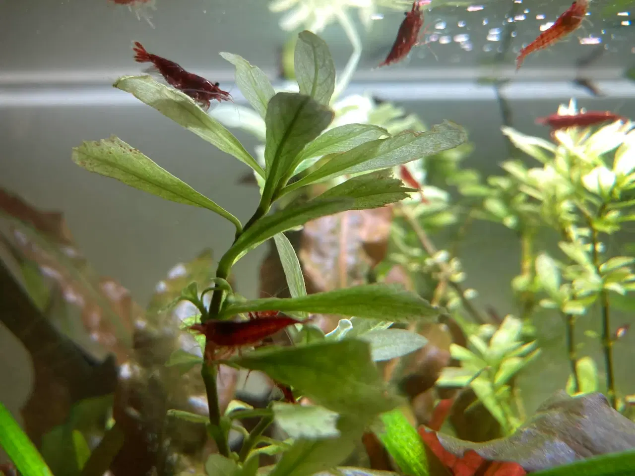 Billede 2 - Neocaridina davidi – Bloody Mary