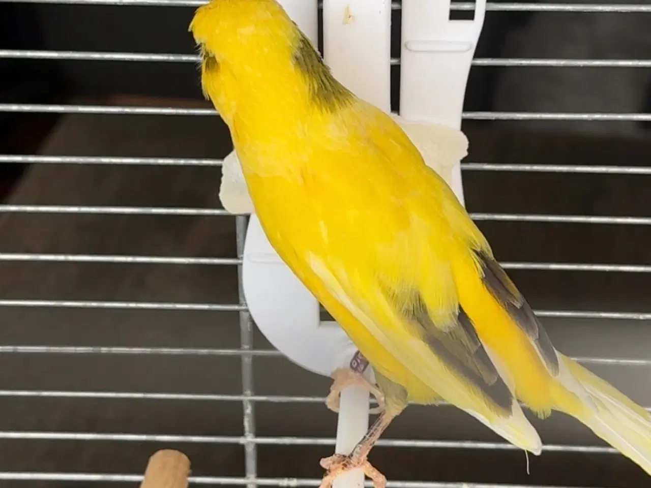 Billede 3 - Kanariefugl