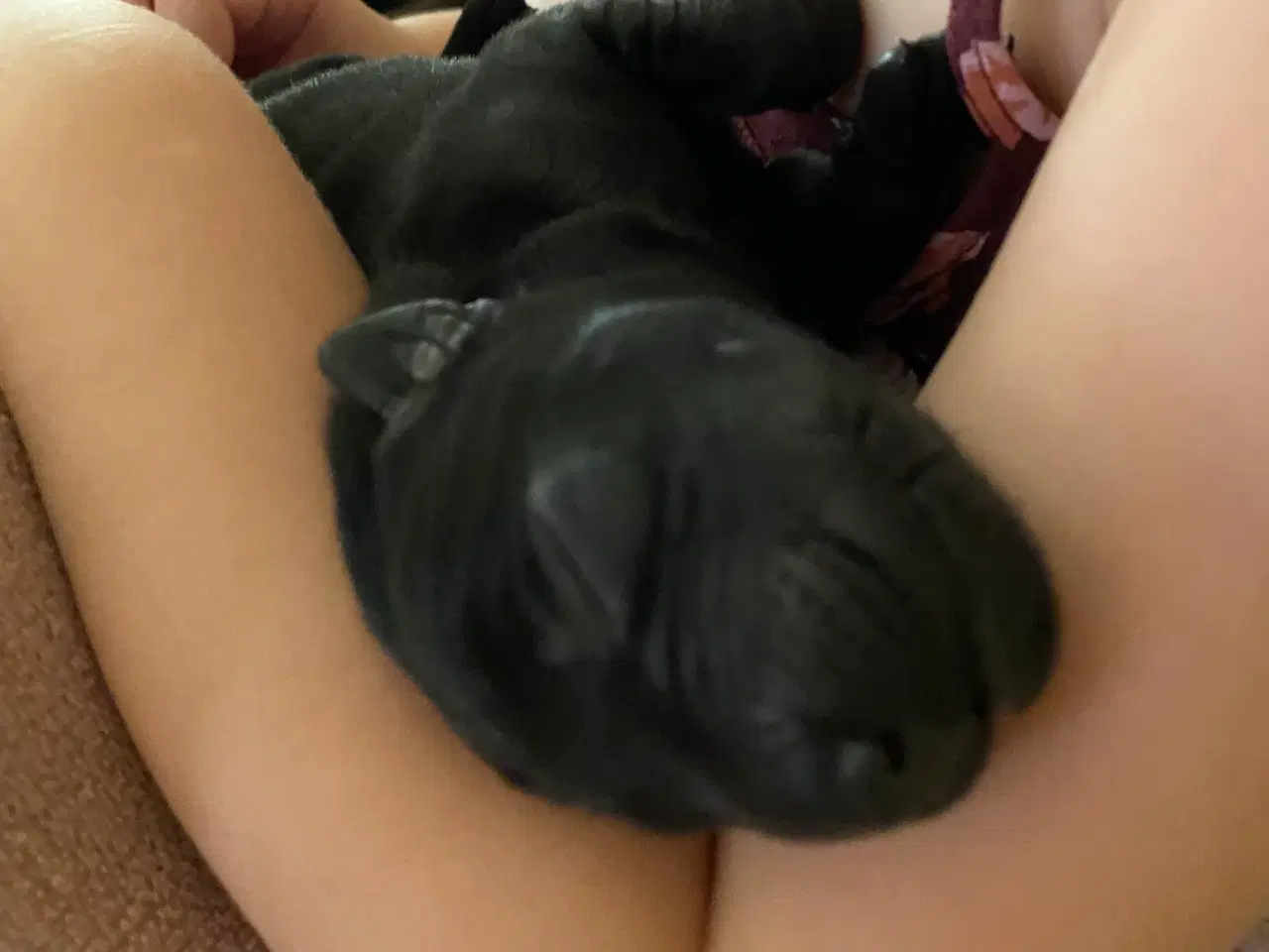 Billede 8 - Lækre Labrador Hvalpe Basser😍 til salg 