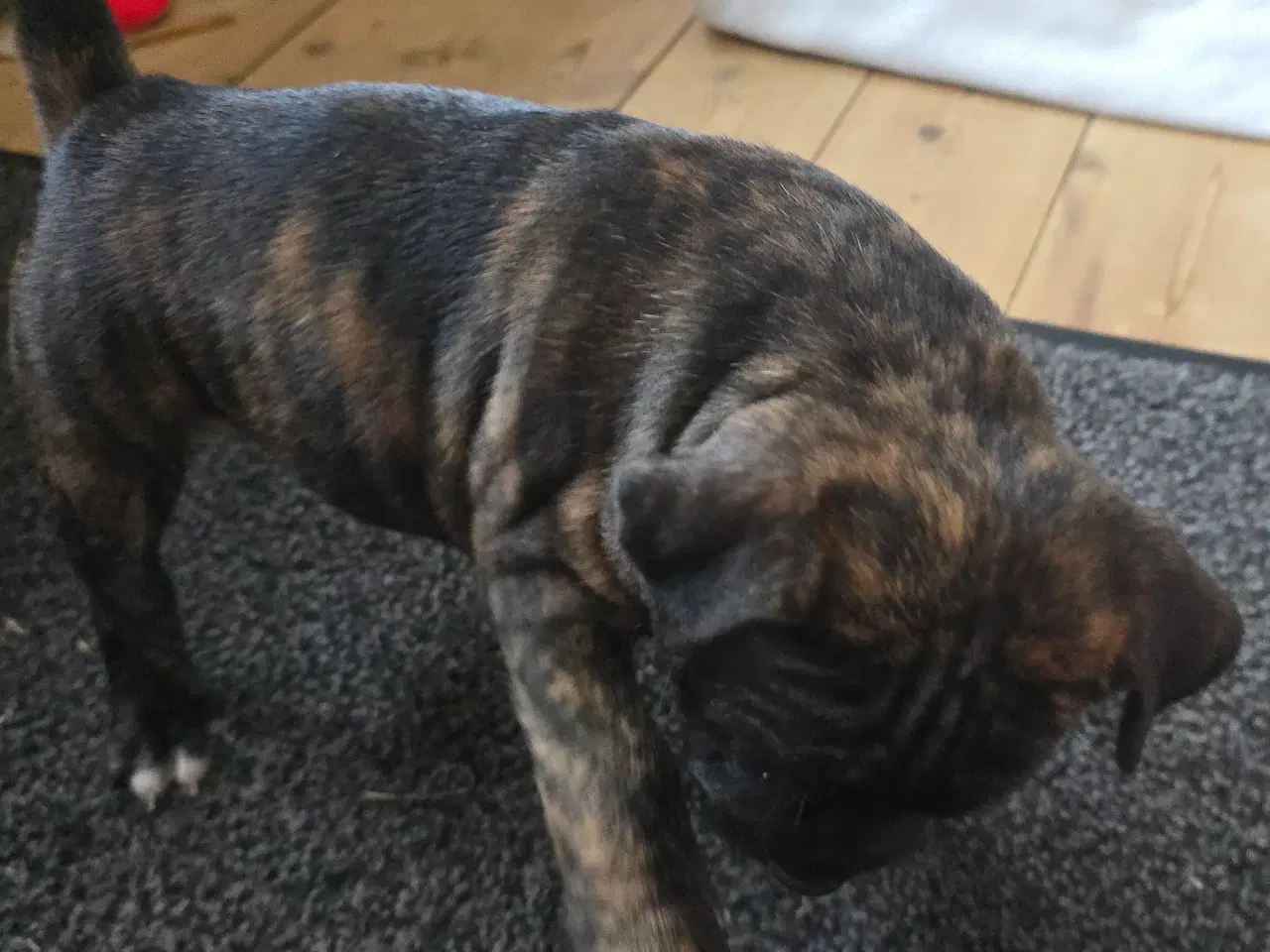 Billede 4 - Staffordshire Bullterrier Terrier