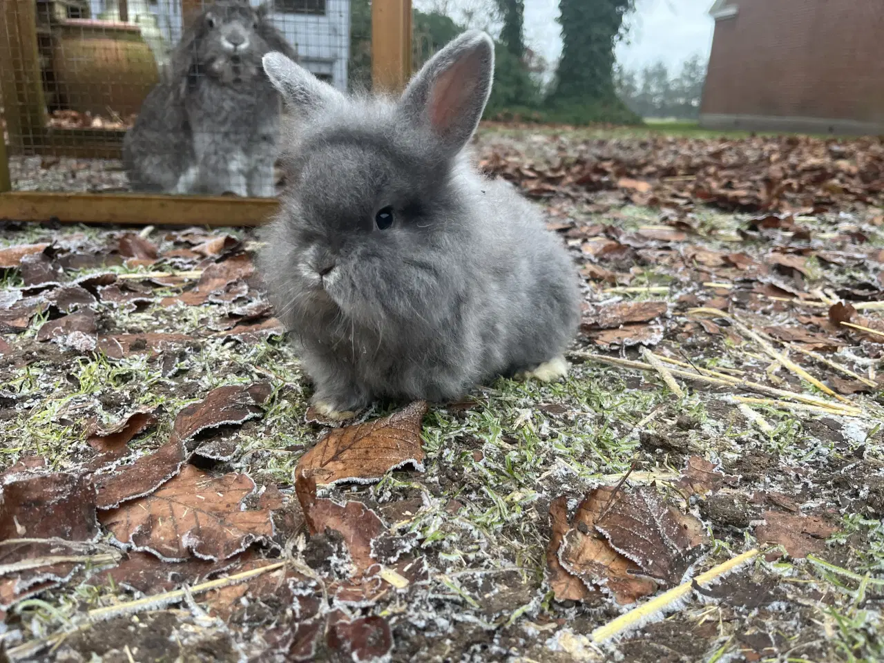 Billede 3 - Lionlop kaninunge børnevant og tam