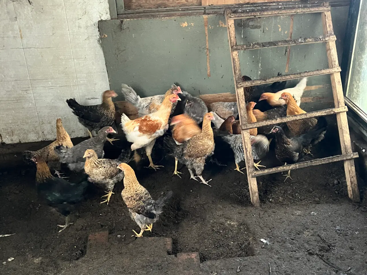 Billede 4 - høns