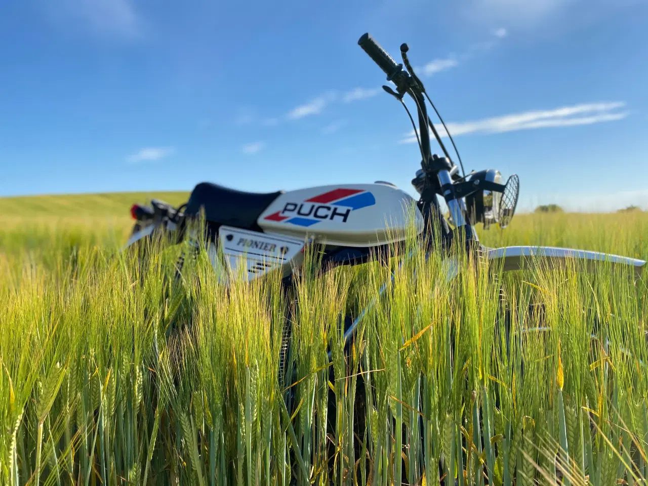 Billede 1 - En af Danmarks mest sjældne knallerter