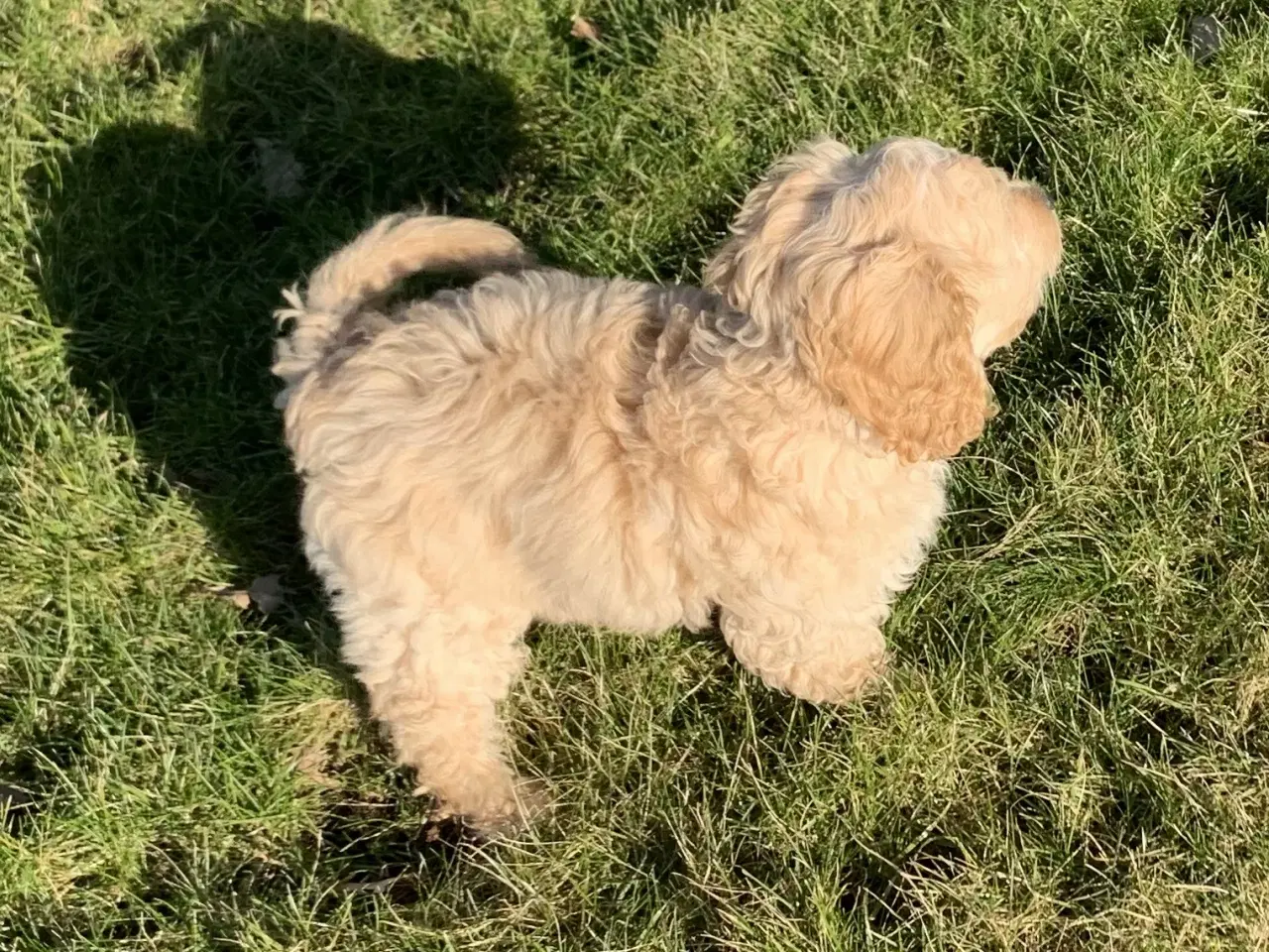 Billede 2 - Amerikansk Cockerpoo F1b pige 