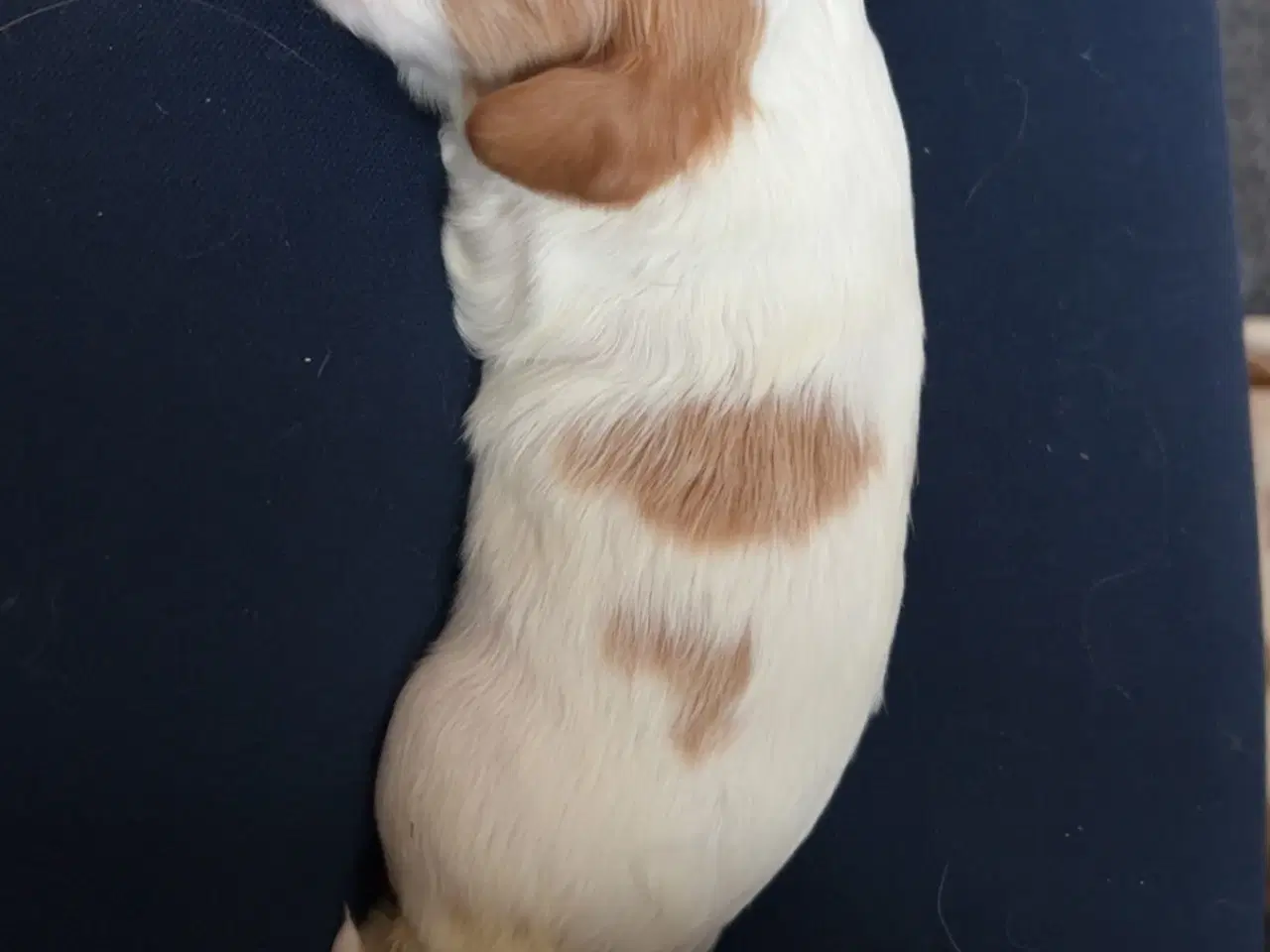 Billede 8 - Cavalier King Charles hvalpe m. stambog