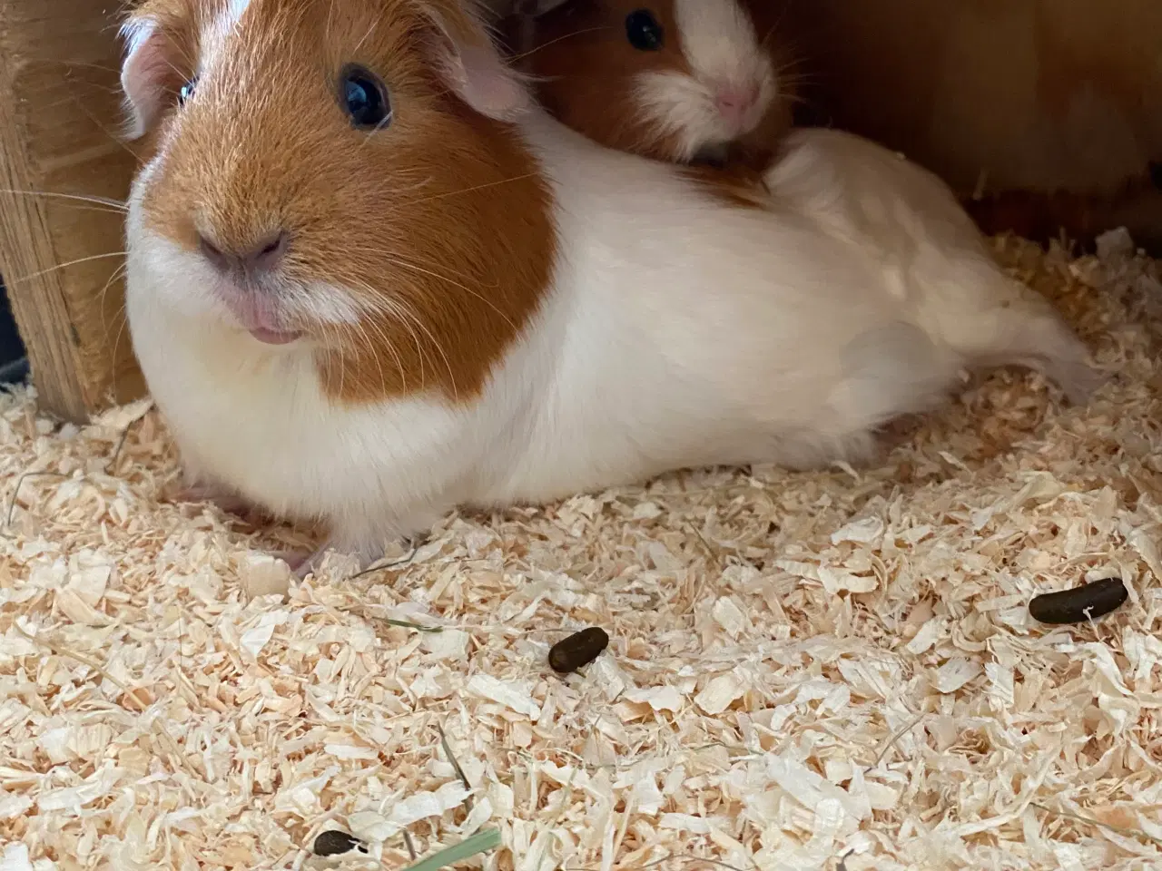 Billede 3 - Marvinunge klar til nyt hjem