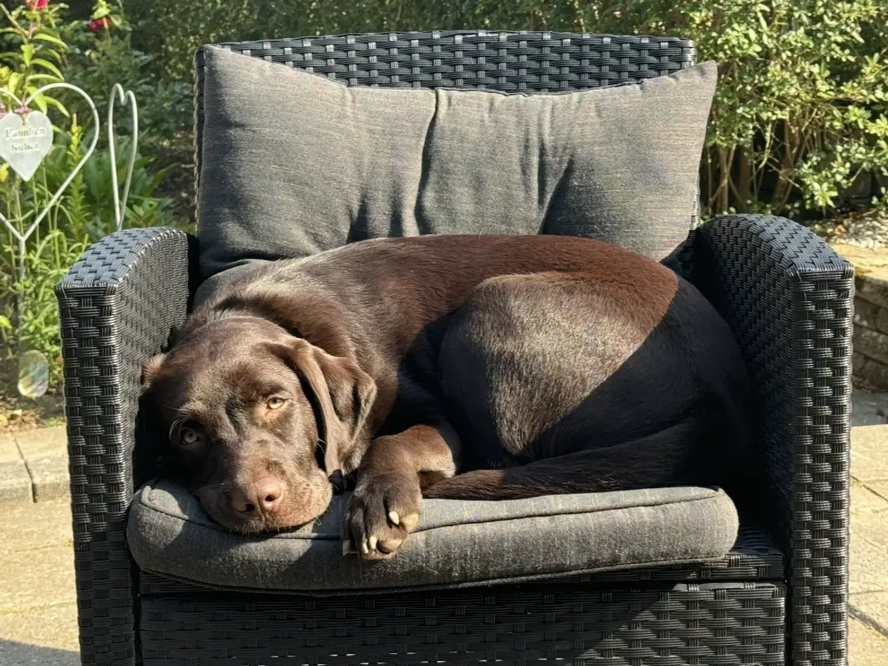 Billede 4 - Brun labrador 