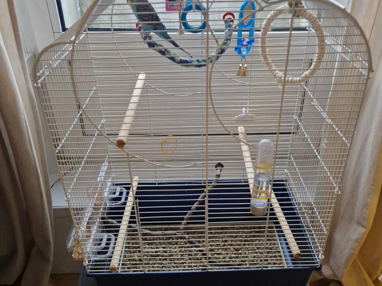 Billede 6 - Hånd Tam Baby Pige Undulat 