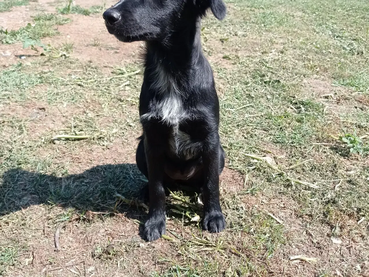 Billede 9 - Astrid -  hvalp med appetit på livet