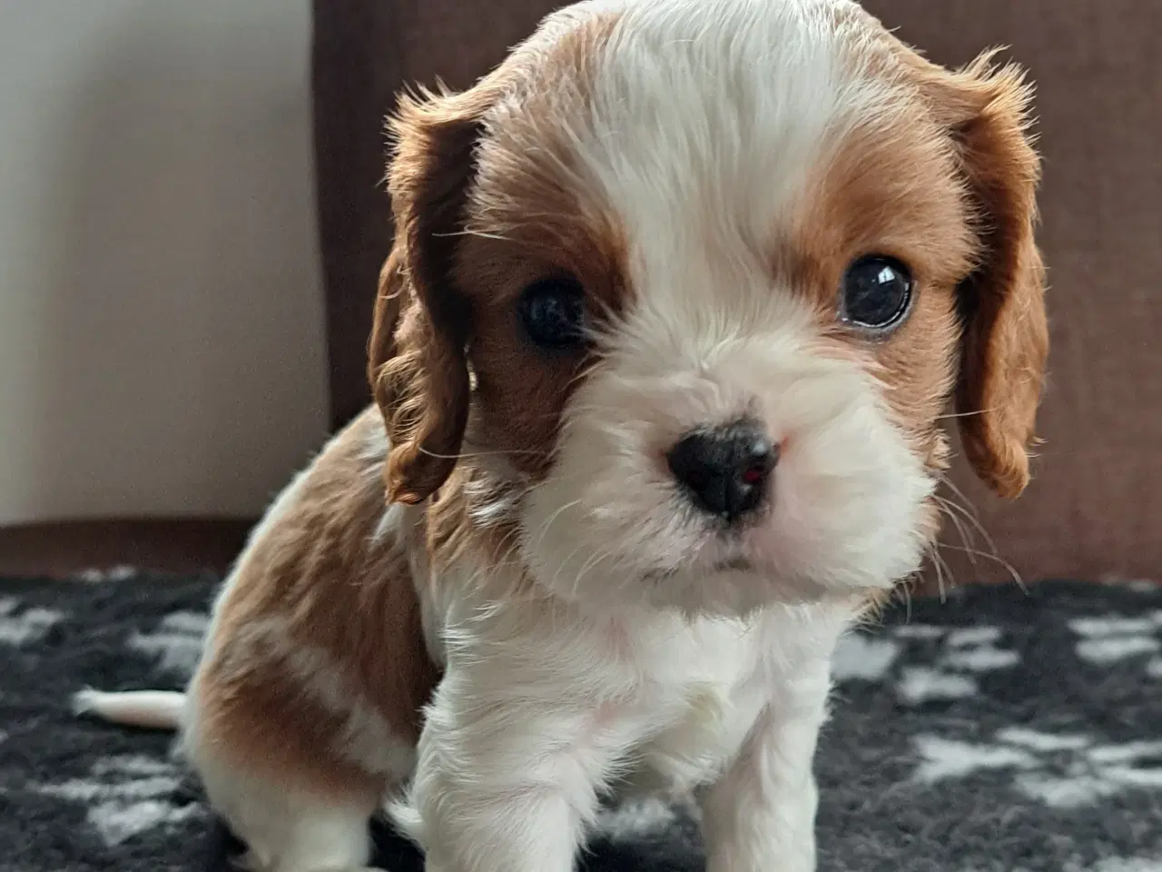 Billede 2 - Julegave - Cavalier King Charles Spaniel hvalpe