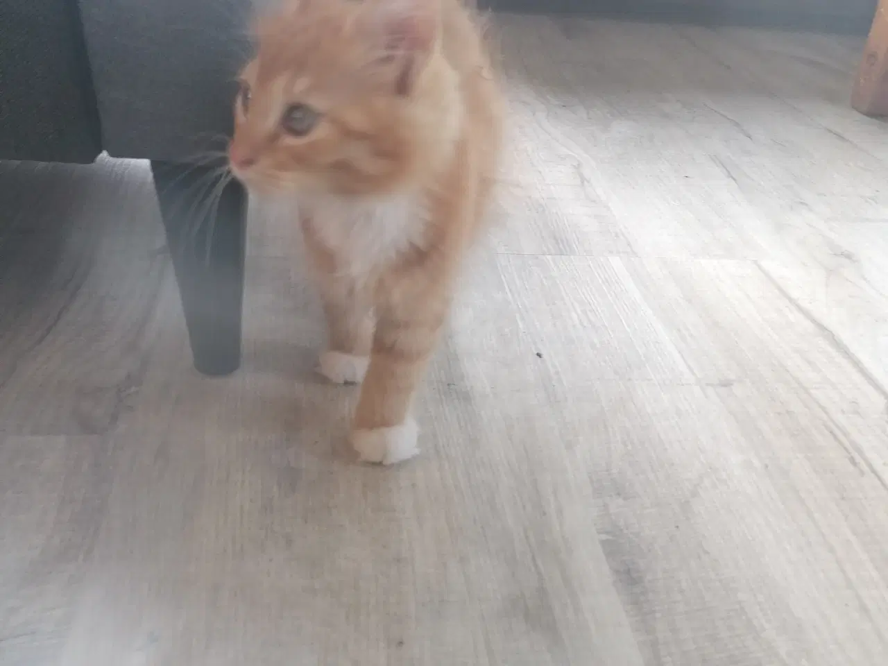 Billede 7 - Main coon blending