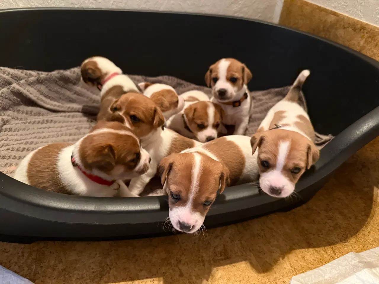 Billede 3 - Jack Russell Terrier hvalpe