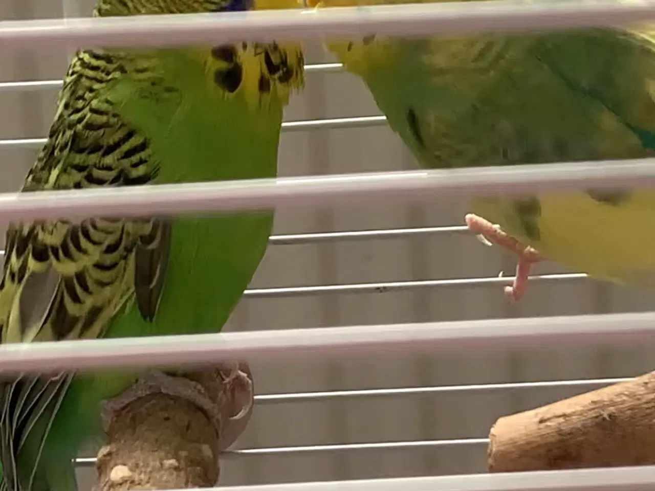 Billede 2 - Undulater Med Bur Og Tilbehør