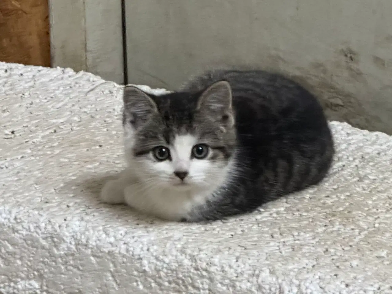 Billede 3 - Smukke killinger 