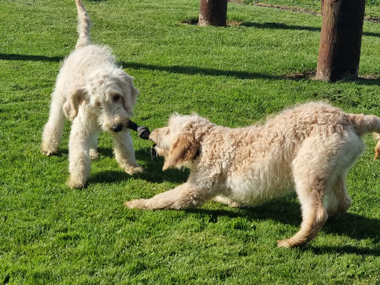 Billede 7 - 2 skønheder Golden doodle hanner 