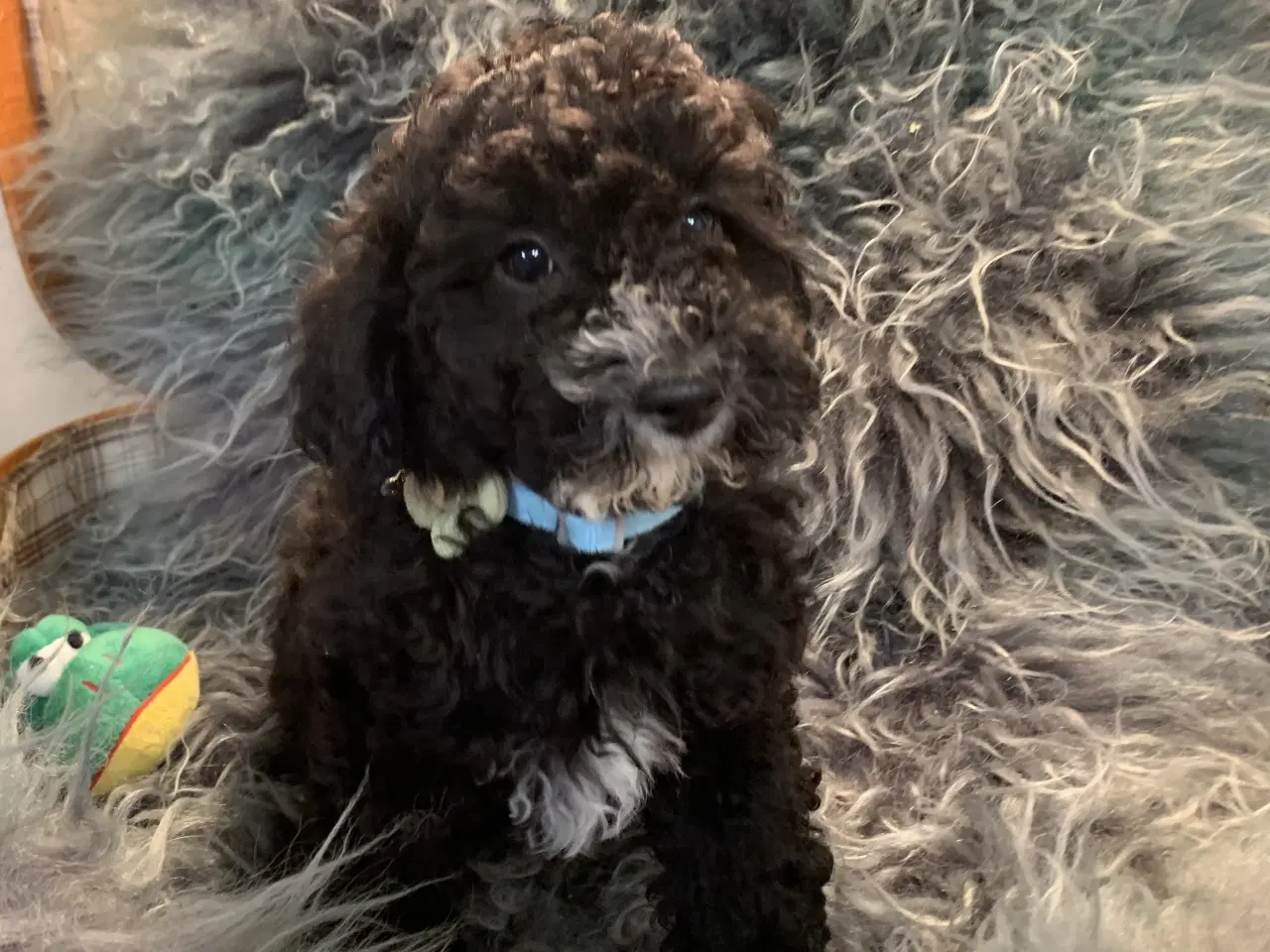 Billede 13 - Små fine Maltipoo babyer er rejseklar nu . 