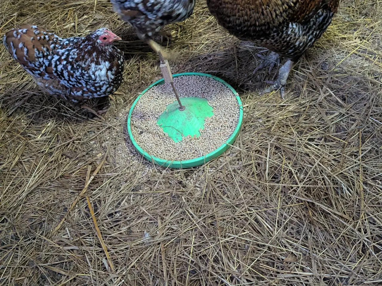 Billede 3 - 1,2 Dværg høns 