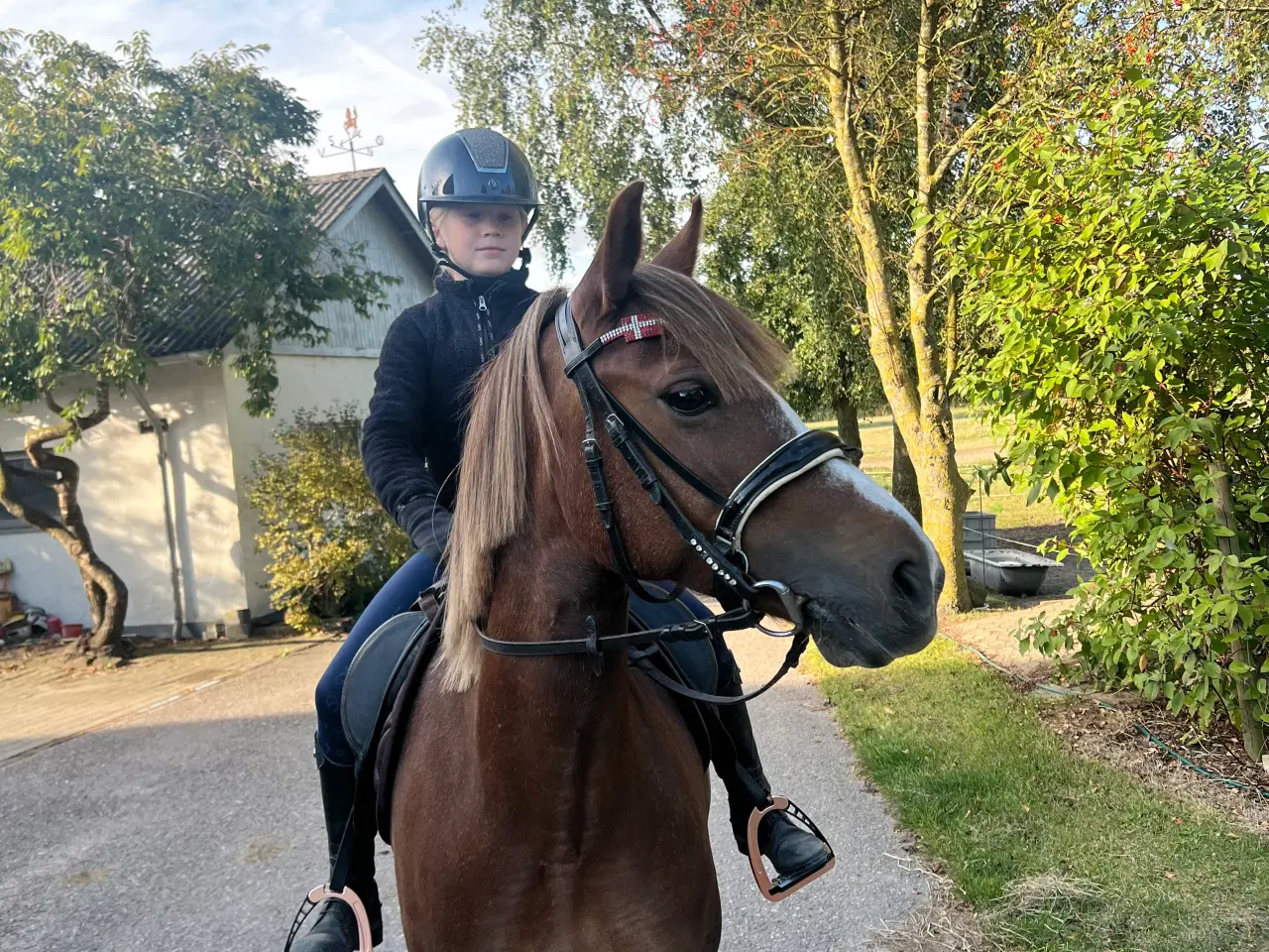 Billede 6 - Skønneste børne pony