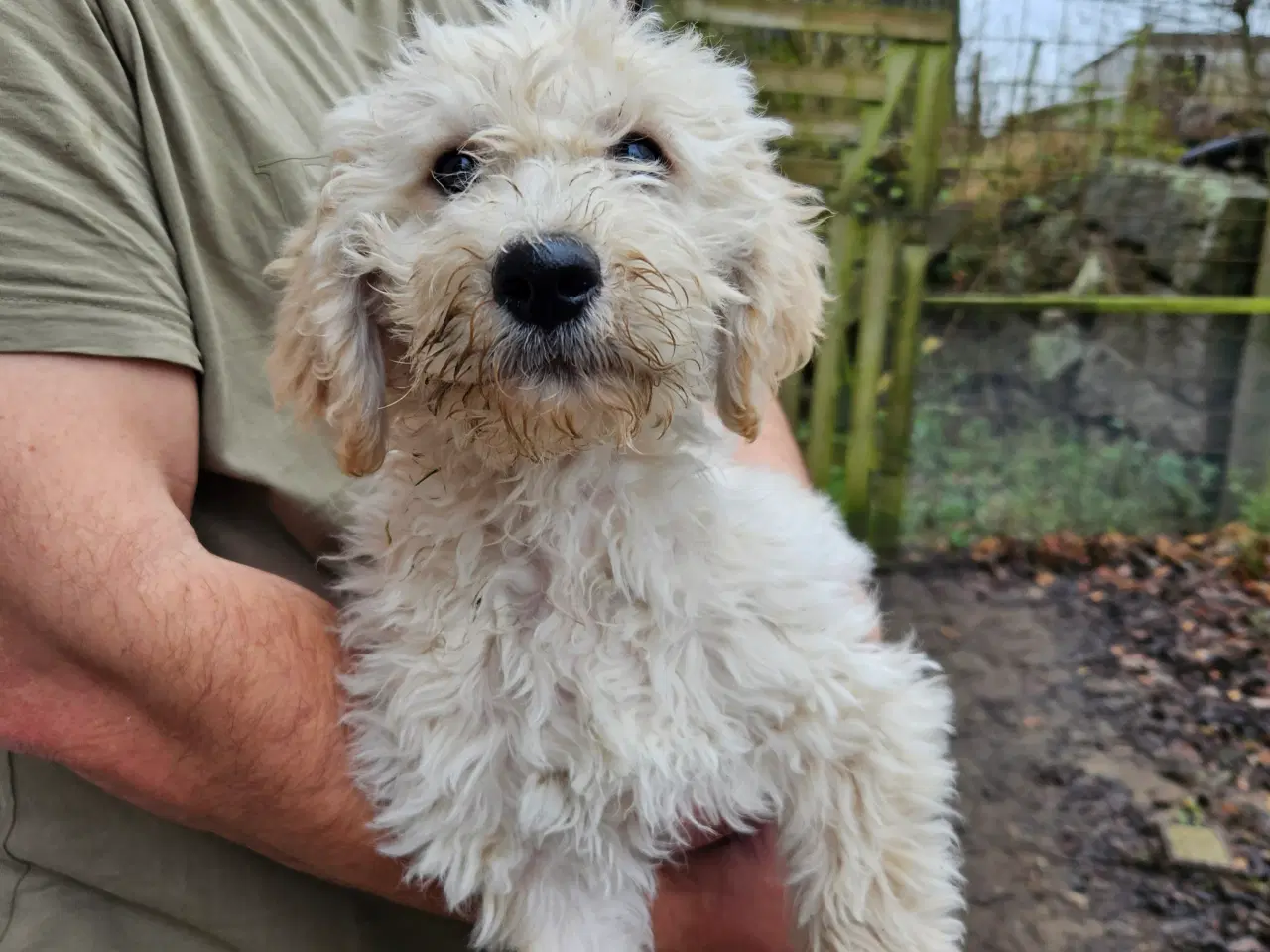 Billede 7 - Labradoodle  hvalpe 1 tæve og hanner