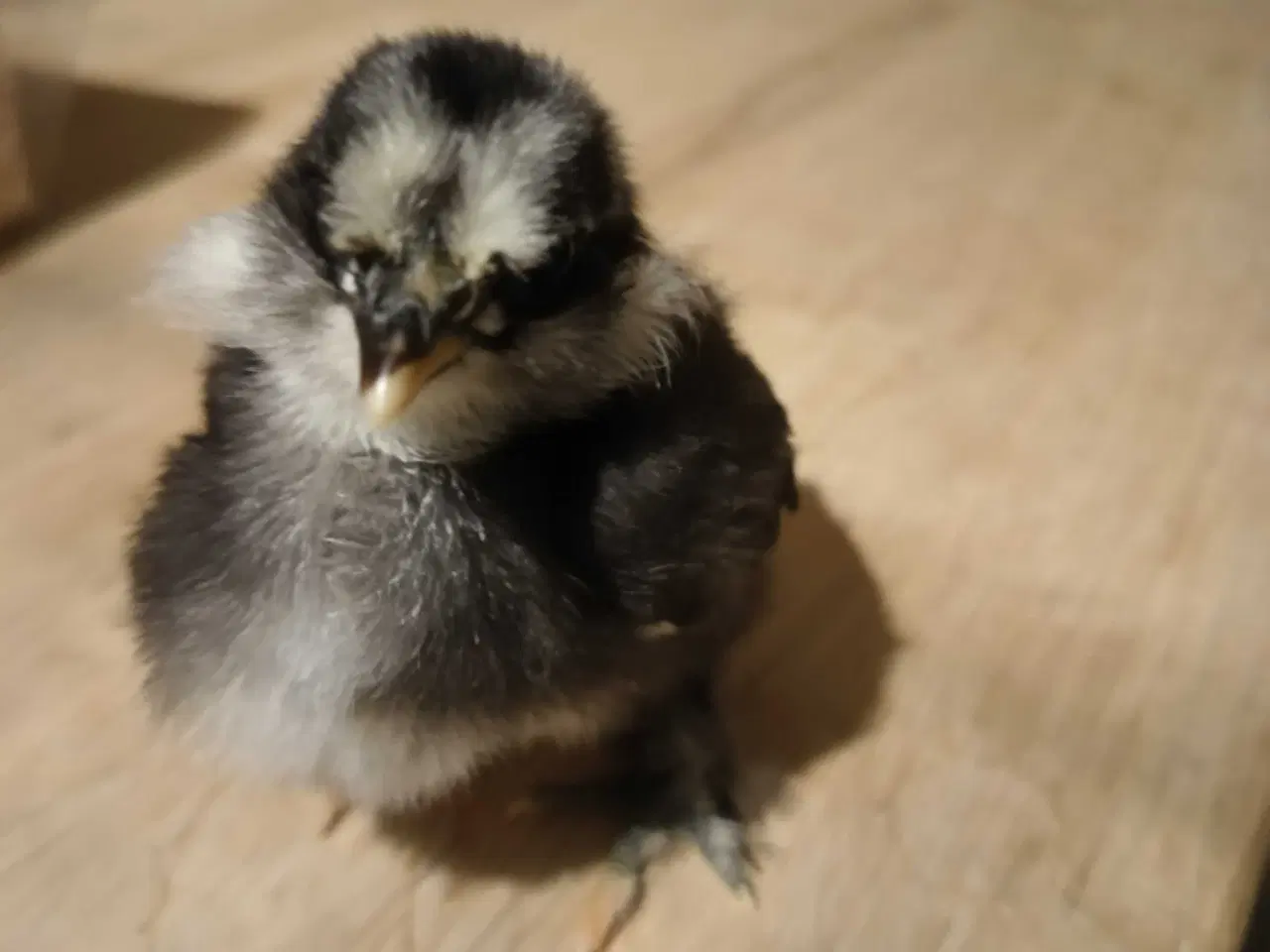 Billede 2 - Dværg mix kyllinger