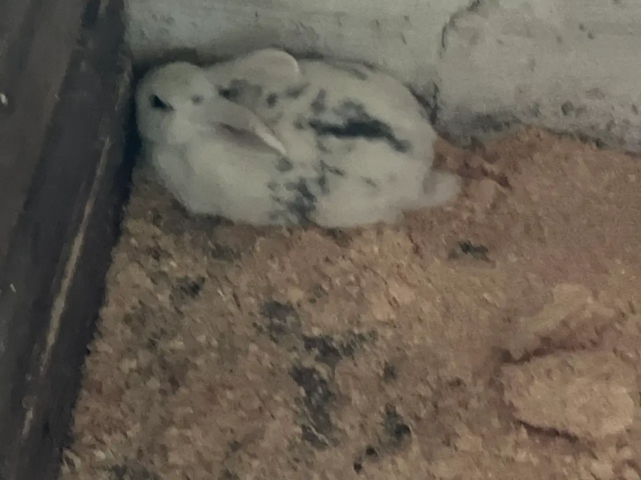 Billede 3 - Store kaniner