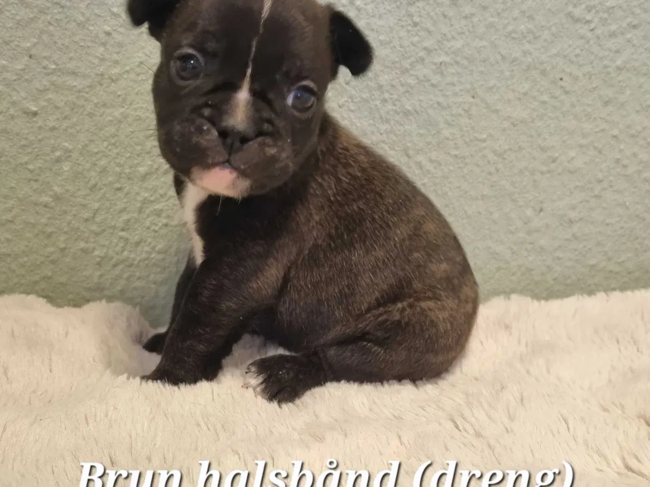 Billede 5 - Fransk bulldog hvalpe 