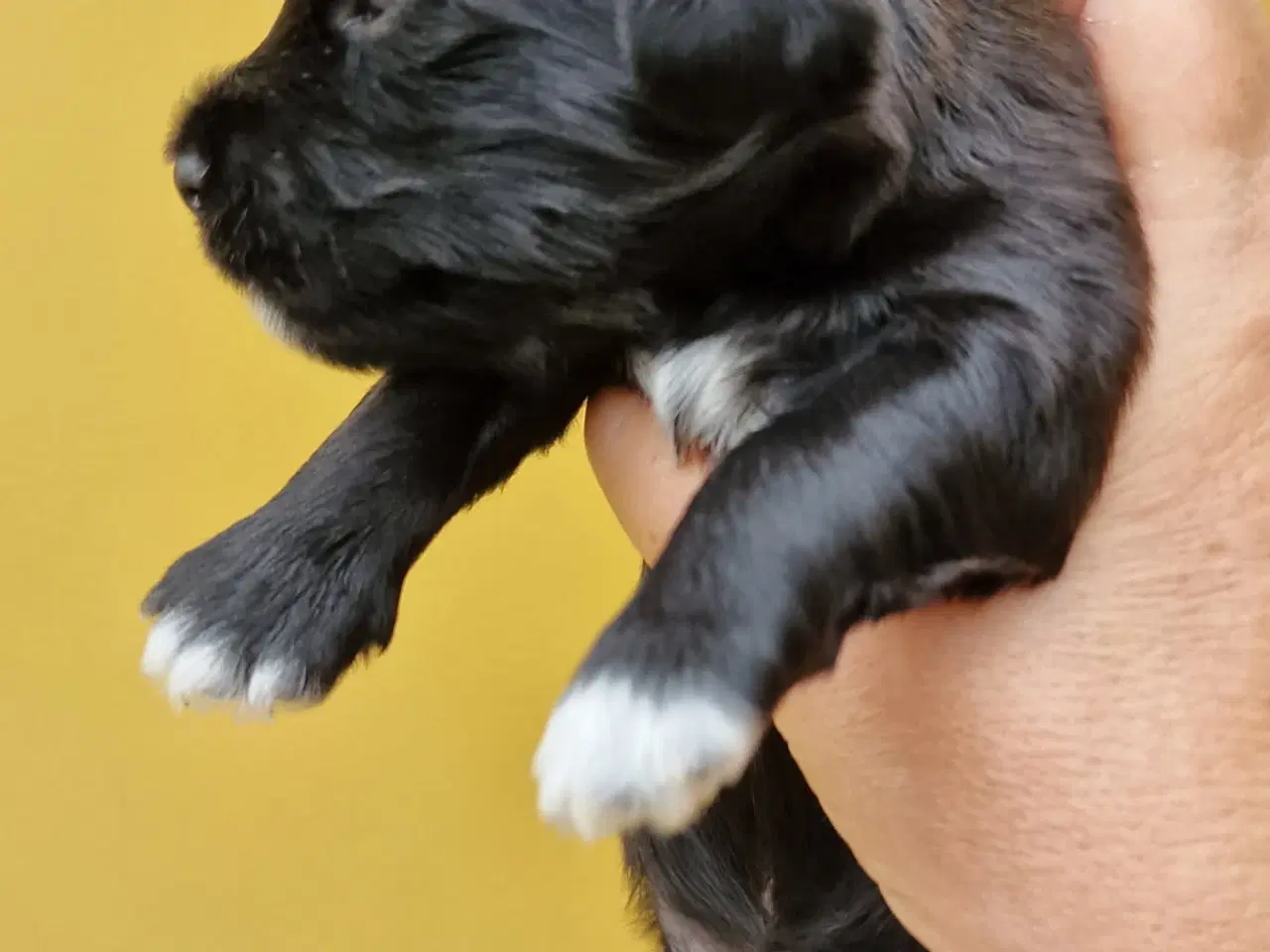 Billede 7 - Bichon Havanais hvalpe med DKK stamtavle