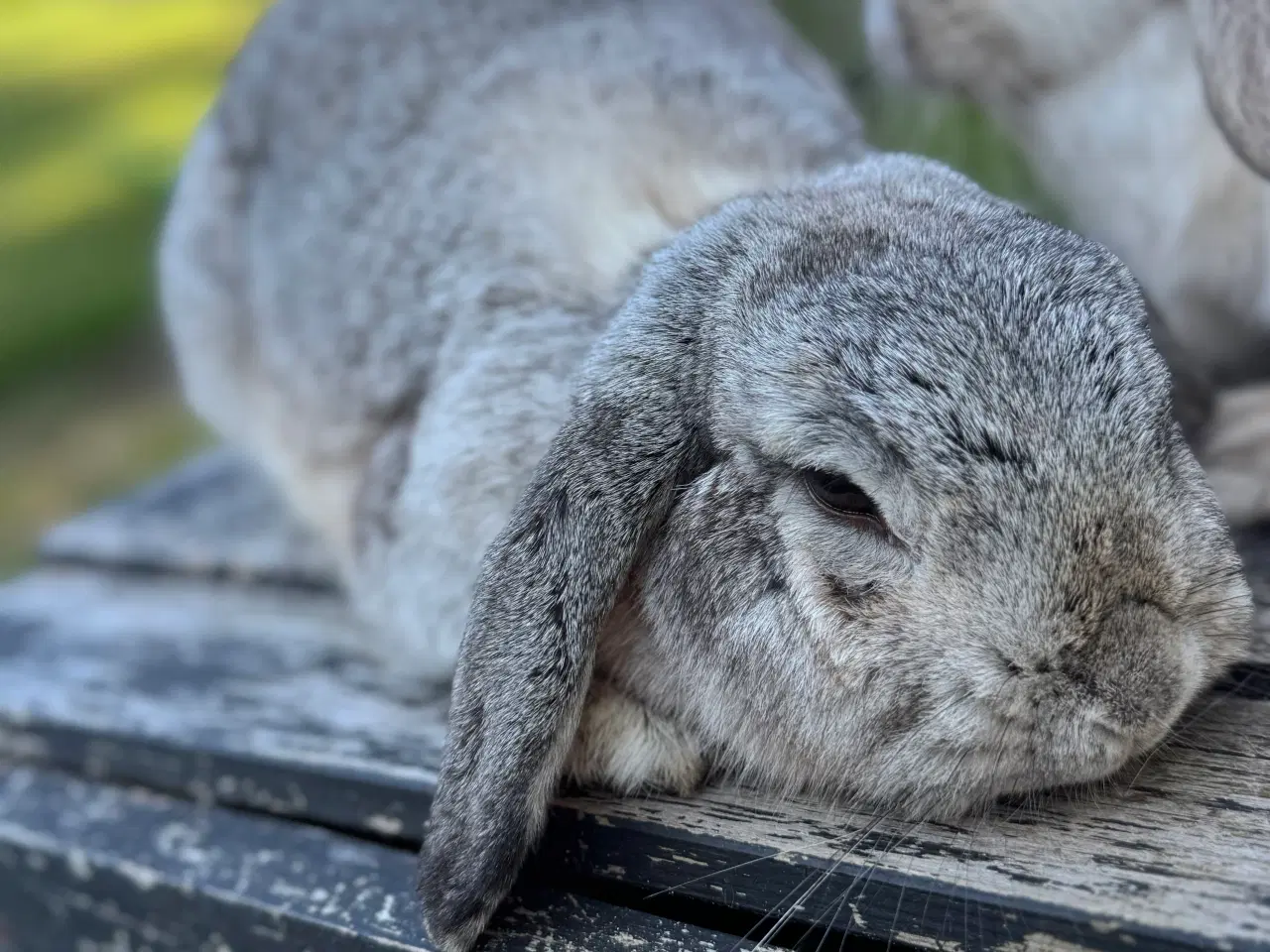 Billede 11 - Mini lop kanin unge