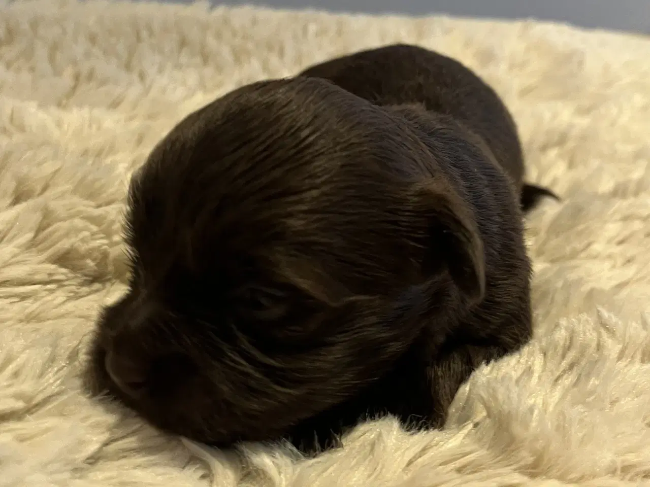 Billede 2 - Bichon Havanais hvalpe med DKK stamtavle. 