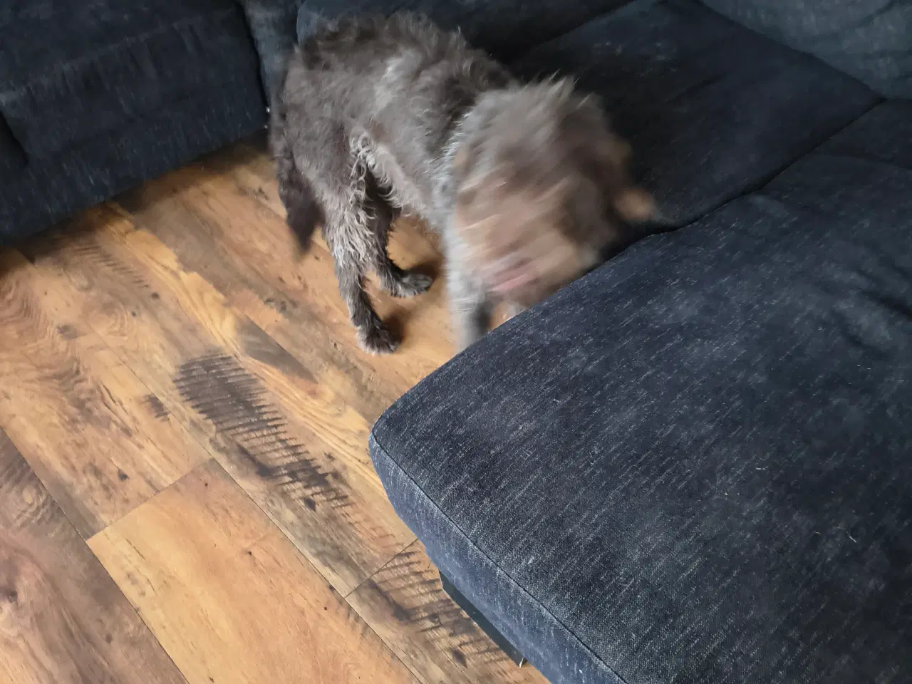 Billede 5 - Brun Labrador/Tysk ruhåret Hønsehund (Rulabber)