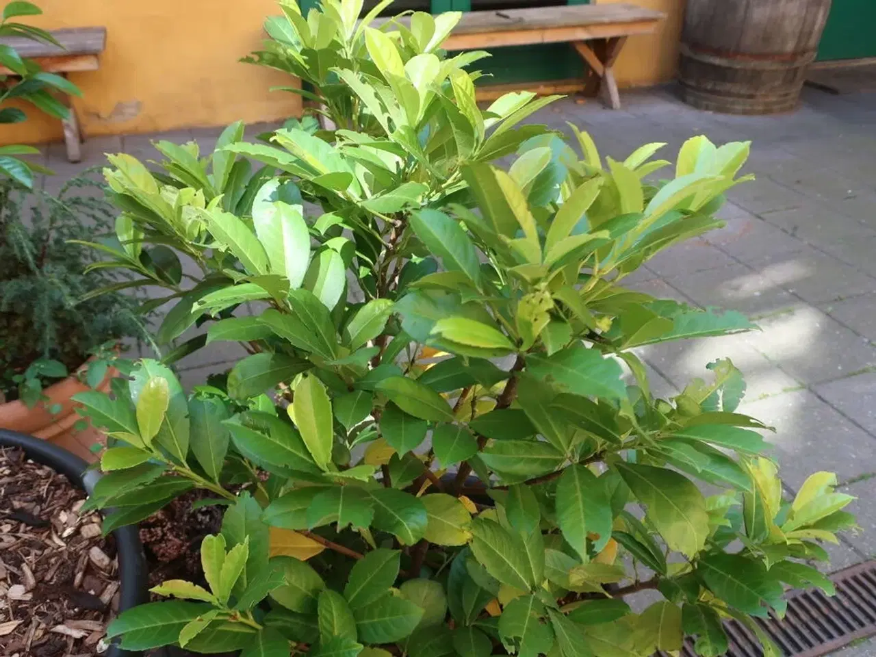 Billede 2 - Plante