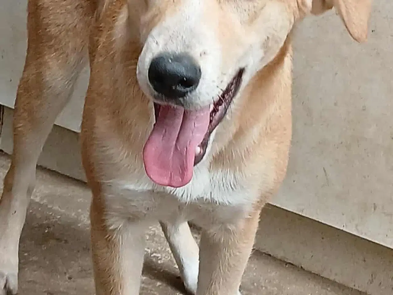 Billede 3 - Dino ønsker sig en familie i julegave