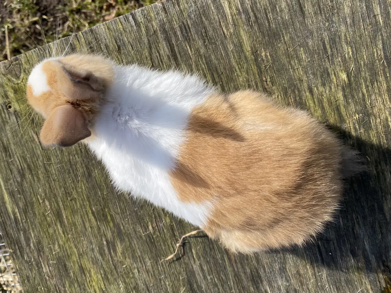 Billede 1 - HOLLÆNDER HAN MADAGASCAR