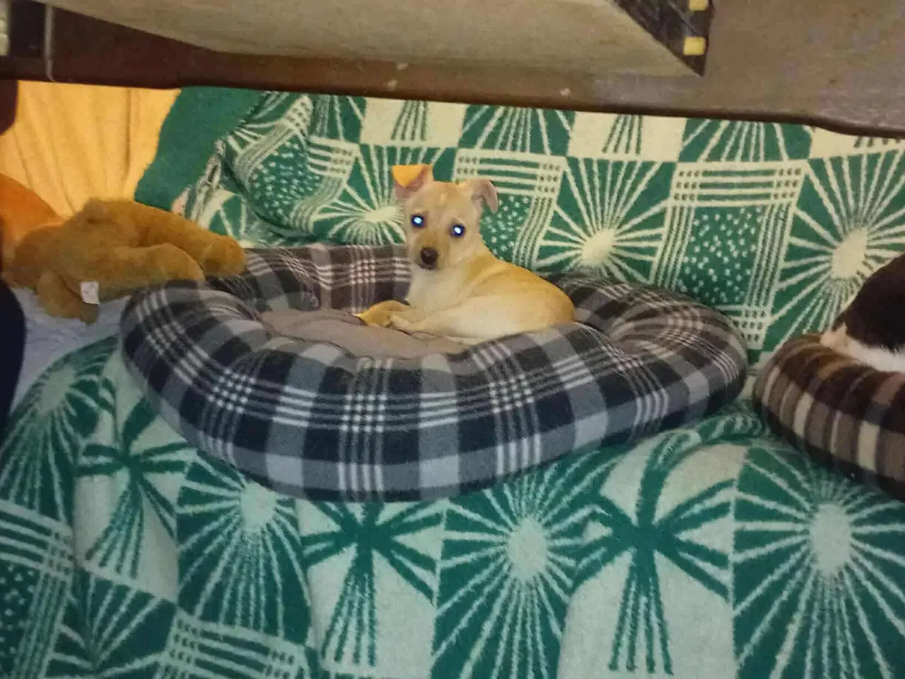 Billede 2 - Lille Mille - mild med snilde 🩷