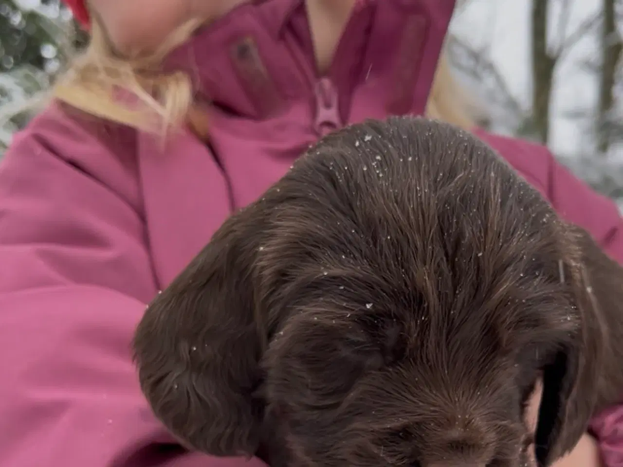 Billede 3 - Working Spaniel (FT)