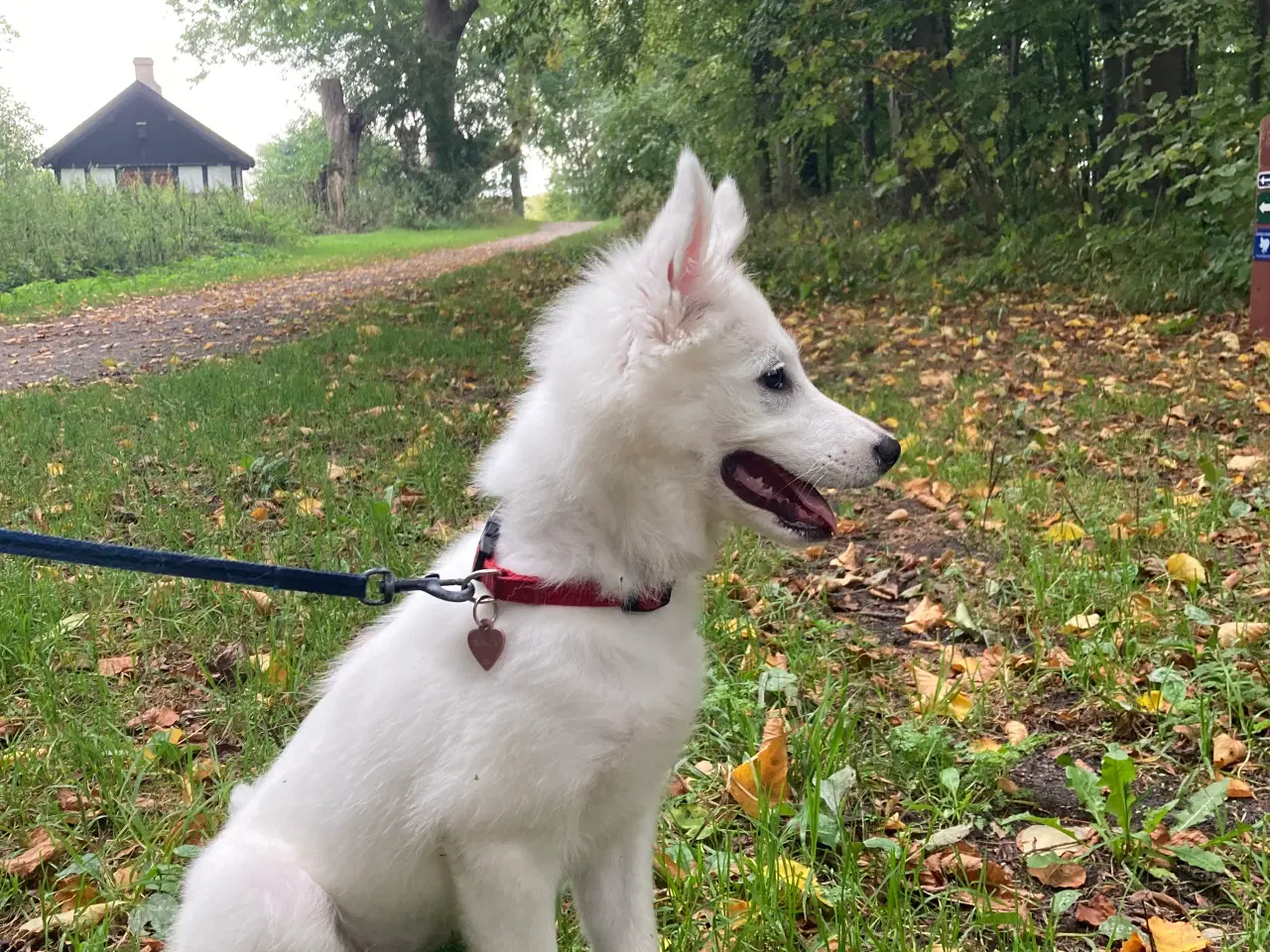 Billede 5 - Dansk Spids hvalp sælges