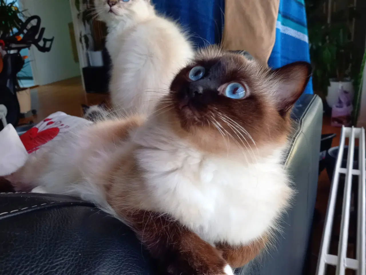 Billede 3 - Hellig Birma Killinger 