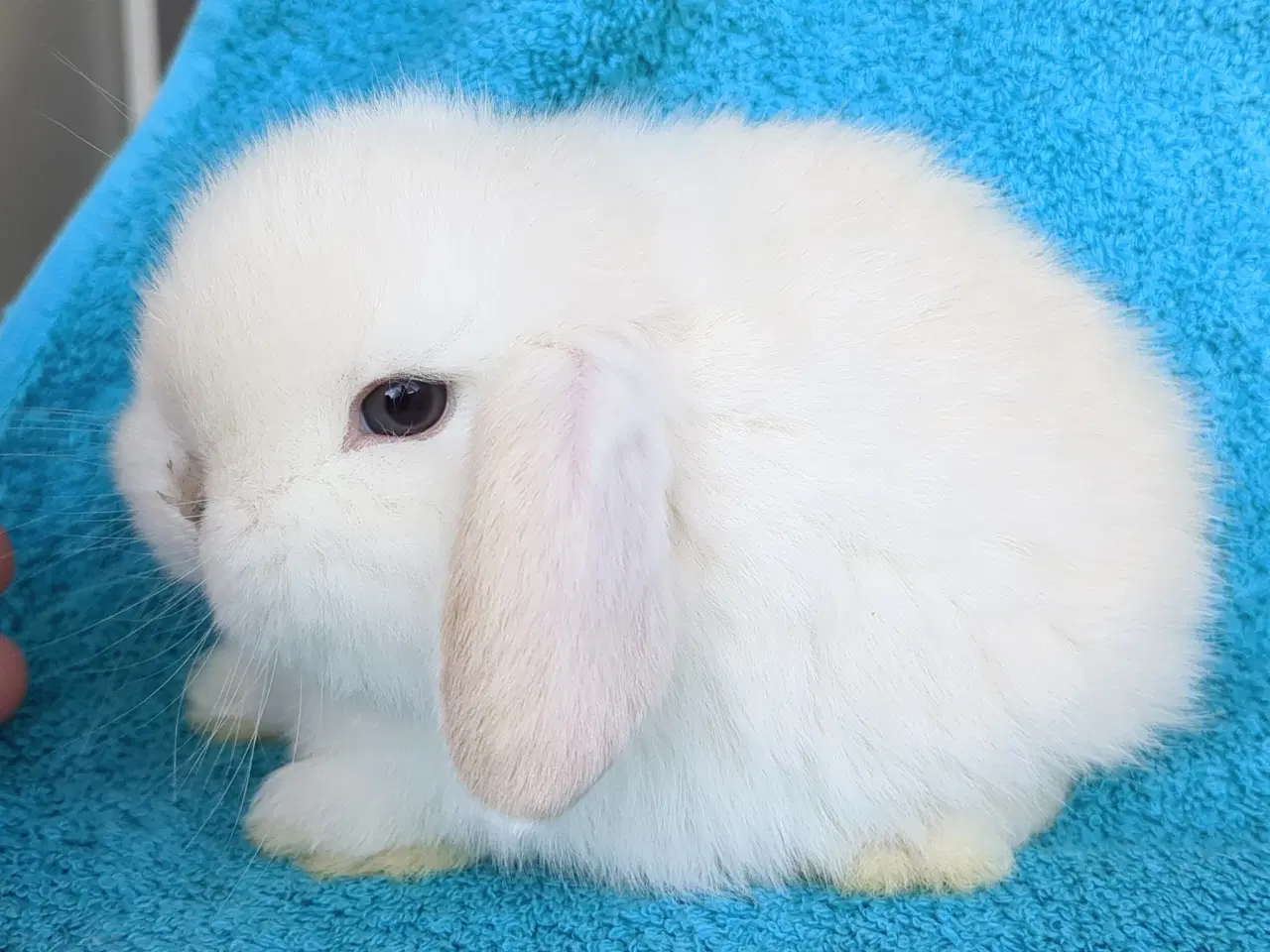 Billede 15 - Minilop kaninunger sælges 