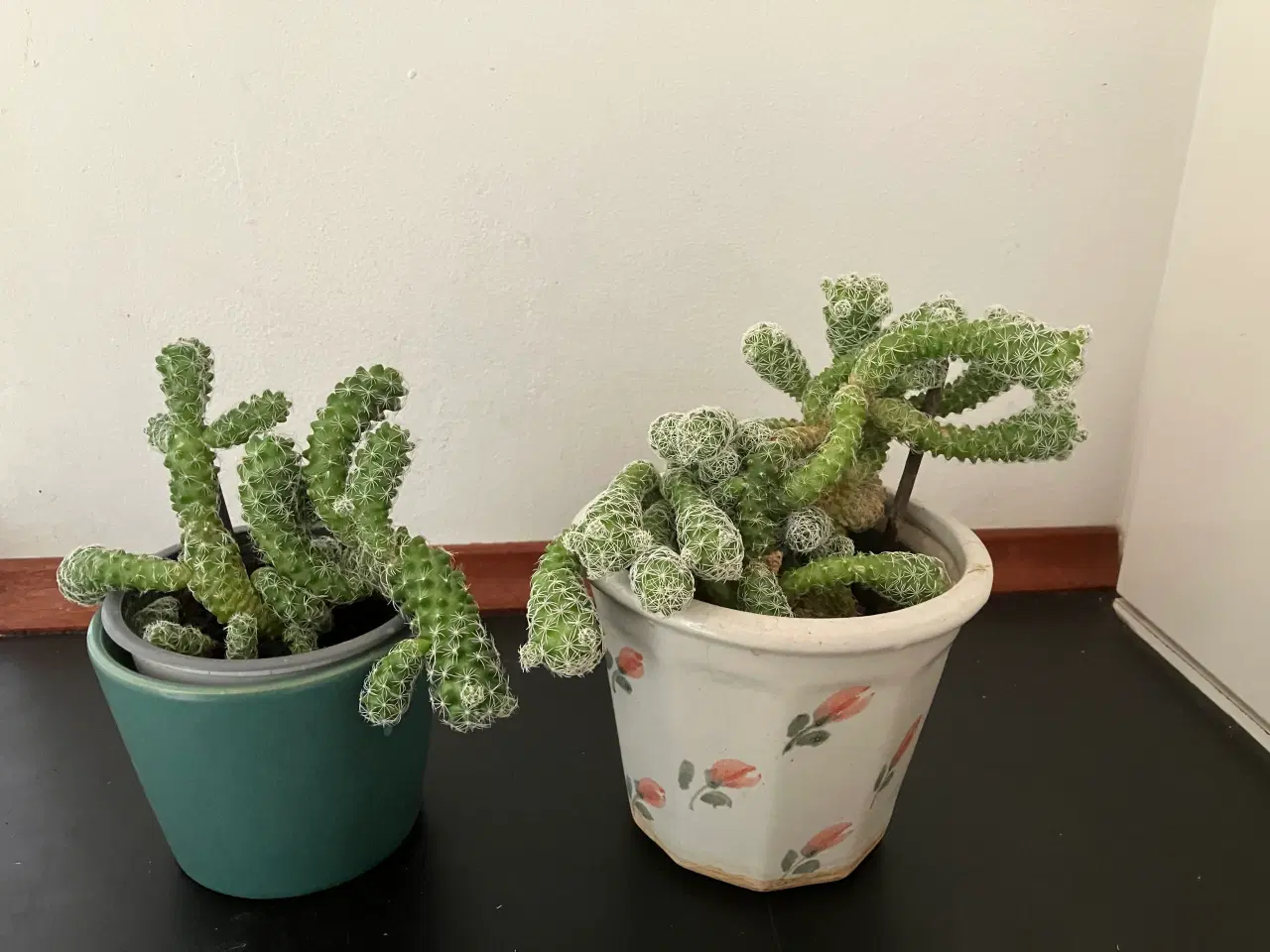 Billede 2 - Stueplanter