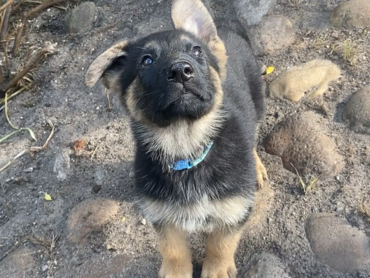 Billede 5 - Schæfer hvalpe der søger nyt hjem🐶