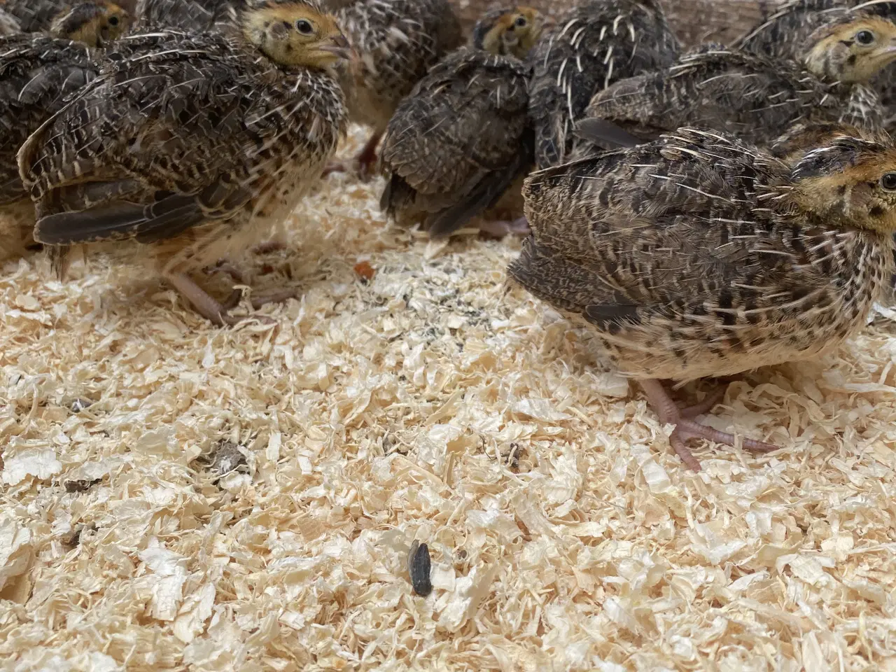 Billede 2 - Varmefri vagtler fra KUN 50kr/stk