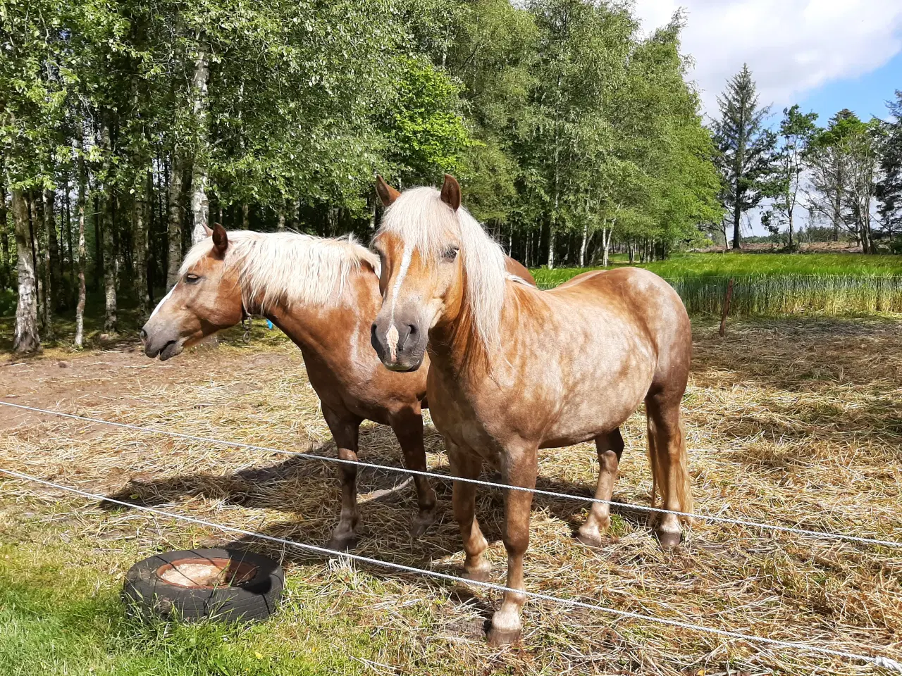 Billede 4 - To dejlige Haflinger heste begge vallaker søger et