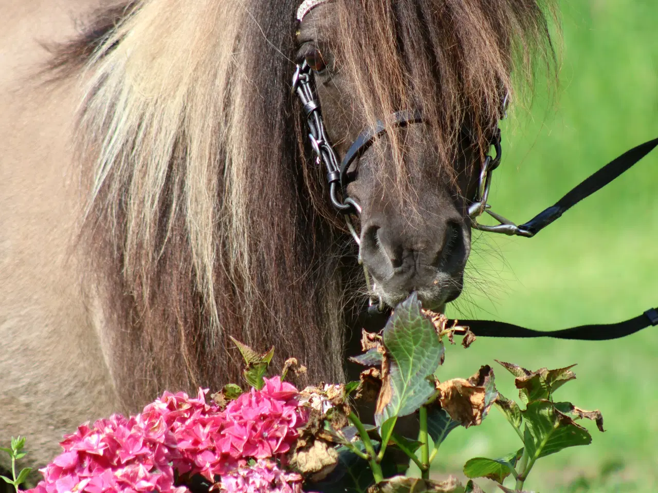 Billede 2 - Alletiders Børnepony